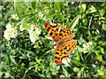 Comma butterfly, Poverty in OX18 4JU