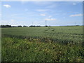 Wheat field at Shepherds' Gate in PE34 4RP