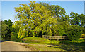 Weeping willow and pond, near Paslow Hall, High Ongar in CM5 9NZ
