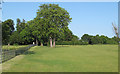 Tree in grass field near White Lodge, Little Laver in CM5 0JF