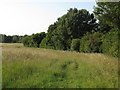 Trees on field boundary, Fyfield in CM5 0RL