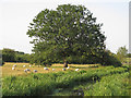 Sheep & tree in field near Ponders Lodge, Fyfield in CM5 0NN