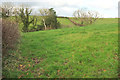 Field by Tennacott Lane in EX39 4QD