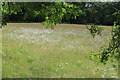 Meadow with ox eye daisies in NP12 2BF