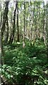 Broadleaf Wood between Disused Old Road and Railway Line in EH54 9BY