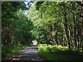 Forest track in Laughton Wood in DN21 3QE