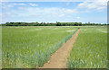Footpath through Barley in OX29 5RH