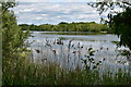 White Swan Lake, Dinton Pasture Country Park in RG5 4UE