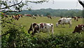 Cattle near Atherton in M46 9AA