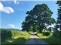 Country lane running up to the Shropshire/Herefordshire border in SY8 2HY