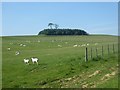 Sheep and hilltop copse near Check Gate in NE48 3JB
