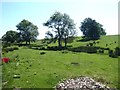 Wayside trees near Ferneyrigg Farm in NE19 2RF