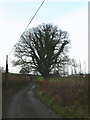 Oak tree, winter in Efenechtyd Community