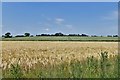Ringshall: Two contrasting cereal crops in Ringshall