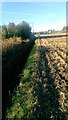 Field Drainage near Springhead / Bog Plantation in DN6 8PX