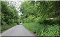 The road through Balfour's Wood, Ashmore in DT11 8LH