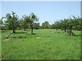 A path through a small orchard in TA7 0QE