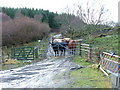 Cattle in Glen Bernisdale in IV51 9NL