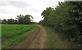 Footpath on field margin near Butt Hatch Farm, Beauchamp Roding in CM5 0NS