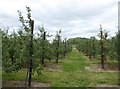 Footpath through orchards, Egerton in Egerton