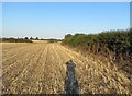 Field edge and Frisby Lodge trig point in the hedge in Frisby on the Wreake