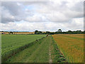 Wheat, barley, path and jogger in CB21 5BW