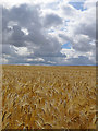 Ripening barley and high cloud in CB21 5BW