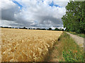 Footpath and a field of barley in CB21 5BW