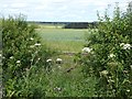 Wheat field near Stelling Farm in NE43 7UZ