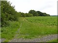Field boundary and bridleway in Gonalston