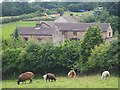 Sheep grazing at Mount Pleasant Farm in S36 7JJ