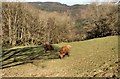 Peaceful Highland cows in LL24 0DA