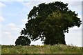 Boxford: Trees marking the edge of a track in CO10 5JY