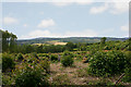 View west from western edge of Hurst Wood in TN15 0QX