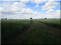 Gap between two barley fields in Bythorn and Keyston