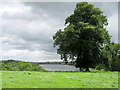 Tree with view of Budworth Mere in CW9 6AU
