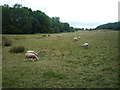 Sheep by Netherton House (Abberley) in WR6 6BS