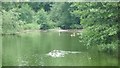 Ducks in the lake at Netherton House (Abberley) in WR6 6BS
