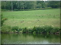 Canada Geese at Netherton House (Abberley) in WR6 6BS