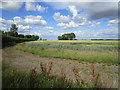 Wheat field near Grange Farm in Covington