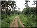 Bend in the path, Stapleford Wood in NG24 2QZ