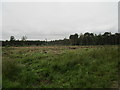 Clear felled area, Stapleford Wood in NG24 2QZ