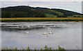 Swans on flooded field in KY15 5RG