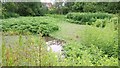 Fairly Inaccessible Pond just off Adambrae Road in EH54 9JQ