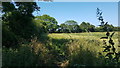 Overgrown footpath in farmland in St. Andrew, Ilketshall