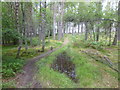 Forest track near Pitmaduthy in IV18 0PB