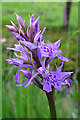 Common Spotted Orchid (Dactylorhiza fuchsii) in AB55 6XU