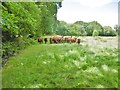 Holt, cattle grazing in BH21 7DZ