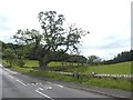 Gnarled oak tree beside the B6342 in NE61 4BE