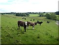 Cattle at Scarlett Hall farm in Wallington Demesne